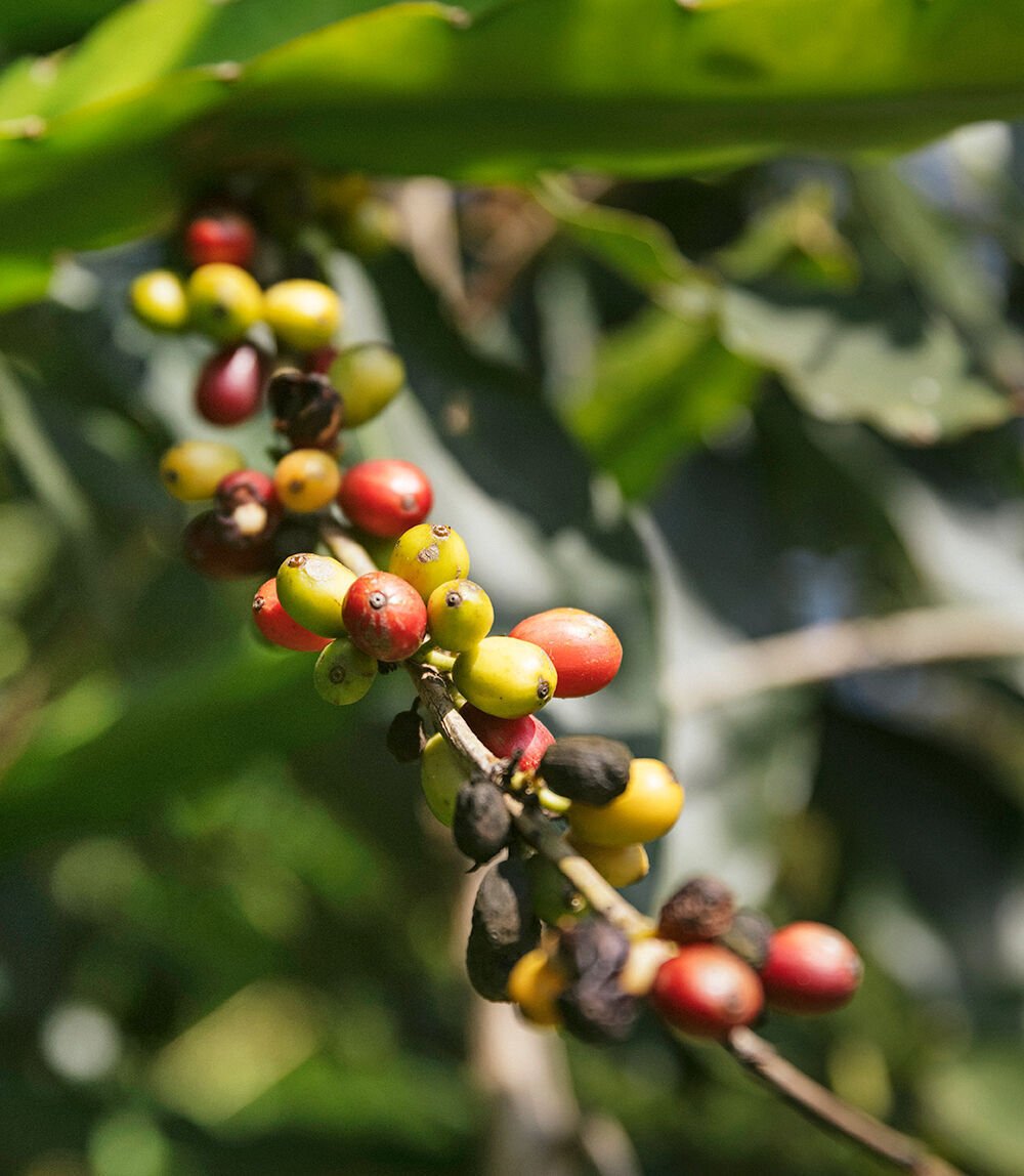 Coffee cherries
